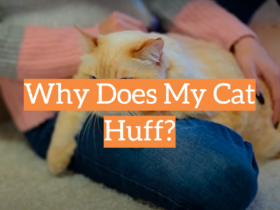 Why Does My Cat Huff?