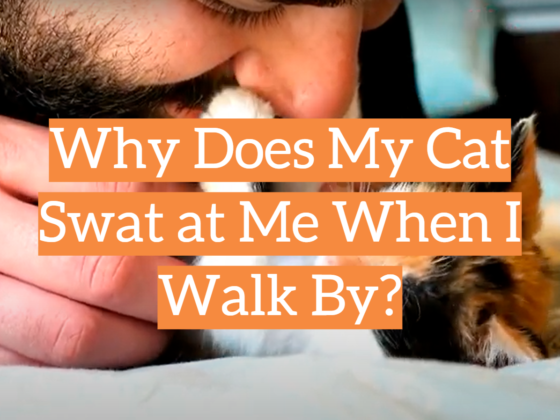 Why Does My Cat Lick My Toes KittenWiki