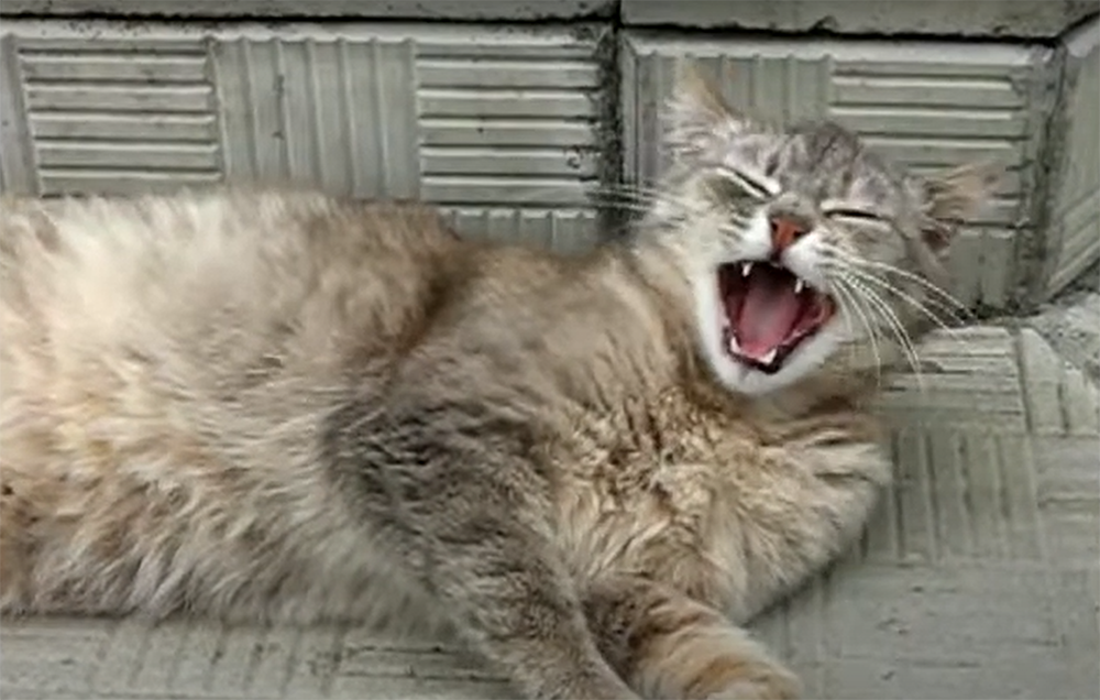 Why Do Cats Yawn When They See You?