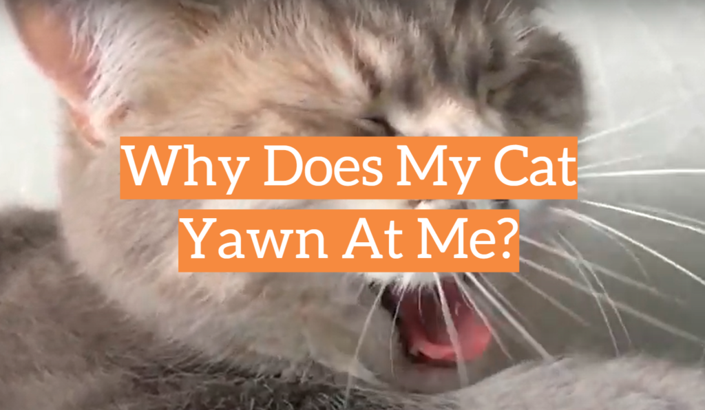 why-does-my-cat-yawn-at-me-kittenwiki