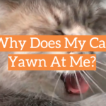 Why Does My Cat Yawn At Me?