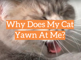 Why Does My Cat Yawn At Me?