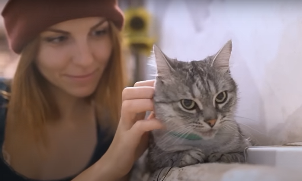 Why Do Cats Yawn When You Pet Them?
