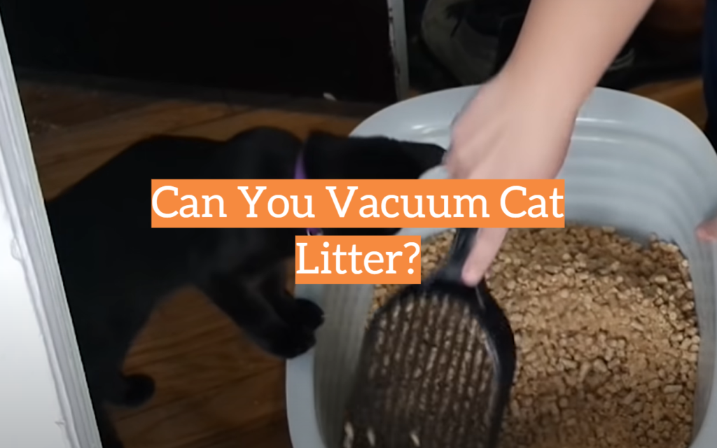 Can You Vacuum Cat Litter? KittenWiki