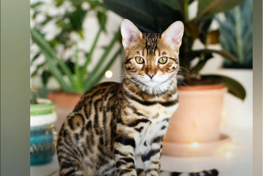 How Much Does a Bengal Cat Cost