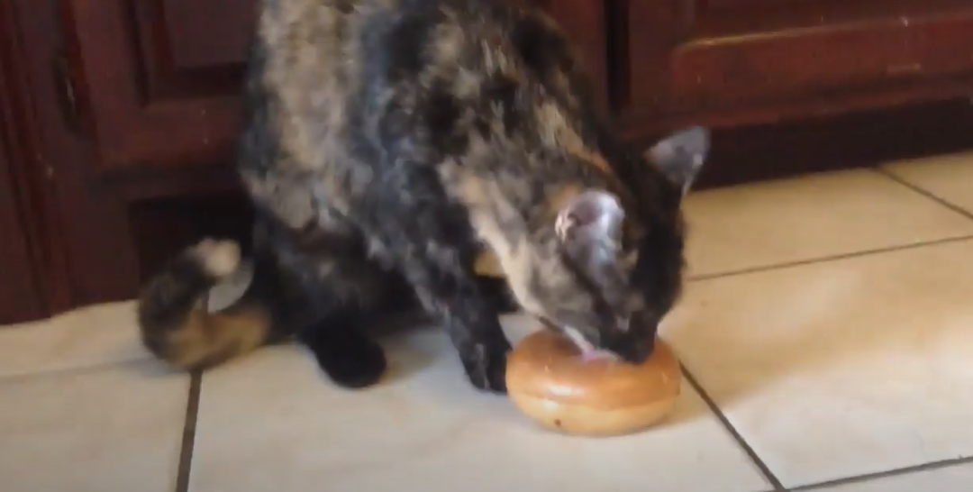 What If My Cat Ate a Bagel