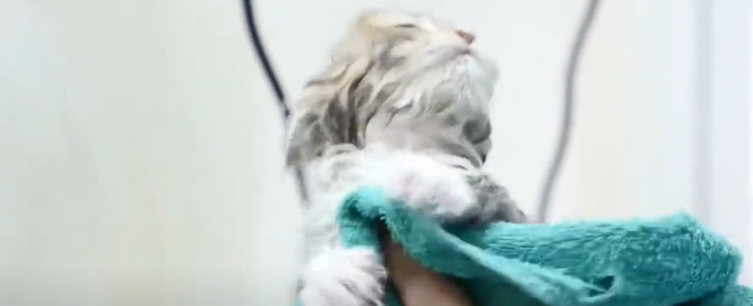 Why Bathe and Blow Dry a Cat