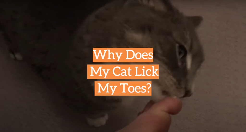 why-does-my-cat-lick-my-toes-kittenwiki