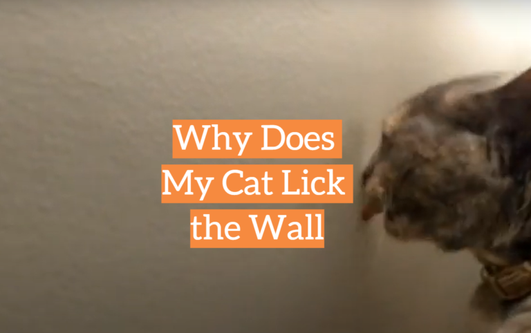 why-does-my-cat-lick-the-wall-kittenwiki