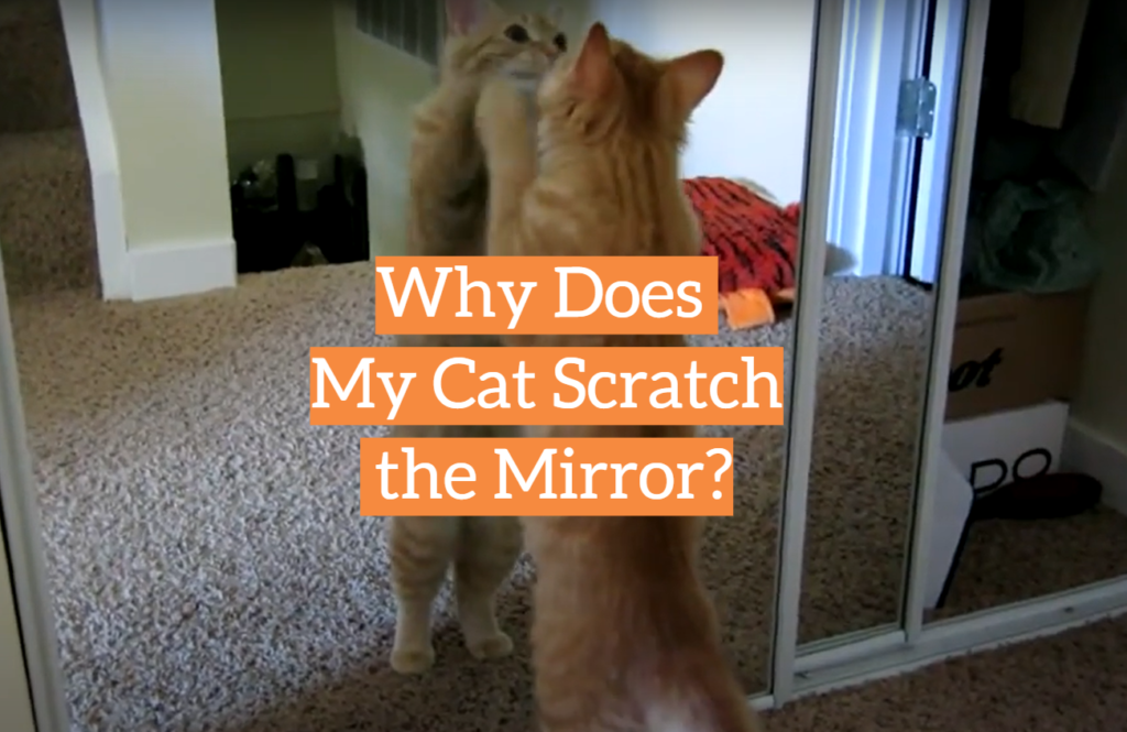 Why Does My Cat Scratch the Mirror? KittenWiki