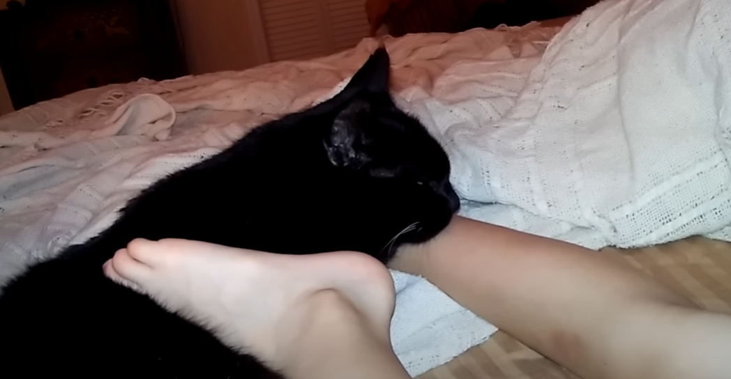 Why Does My Cat Sleep on My Feet