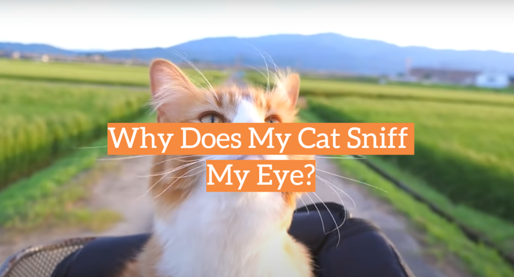 Why Does My Cat Sniff My Eye? KittenWiki