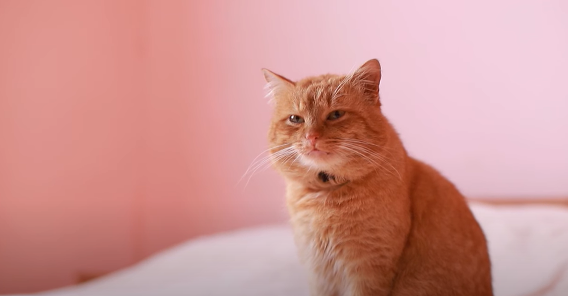 Why Does My Cat Bite My Face? KittenWiki