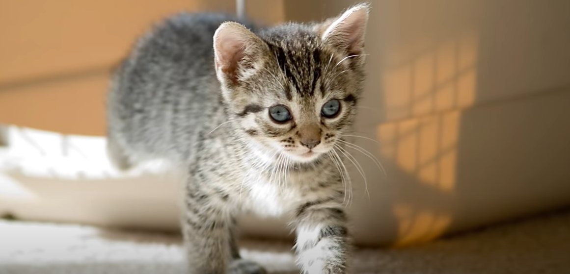 How to Hypnotize a Cat? KittenWiki