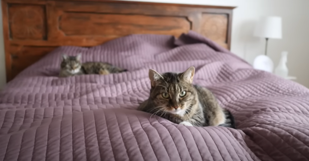 Can I Change My Cat’s Sleeping Habits
