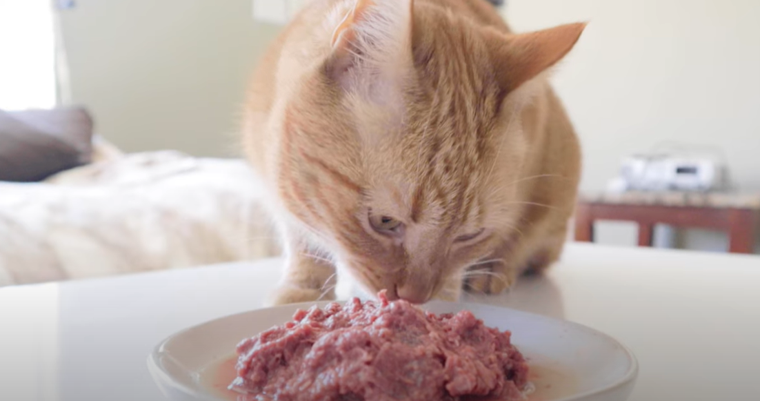 How to Warm Up Refrigerated Cat Food? KittenWiki