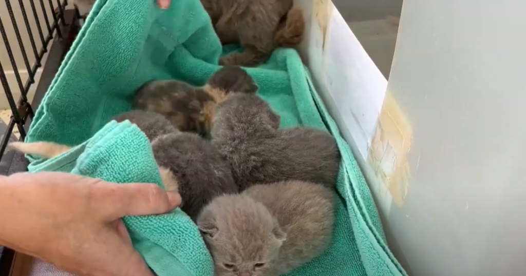 Caring For Feral Moms Kittens