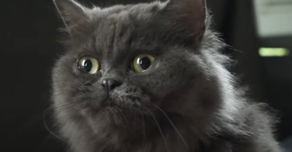 Why Is My Cat Scared All of a Sudden? KittenWiki