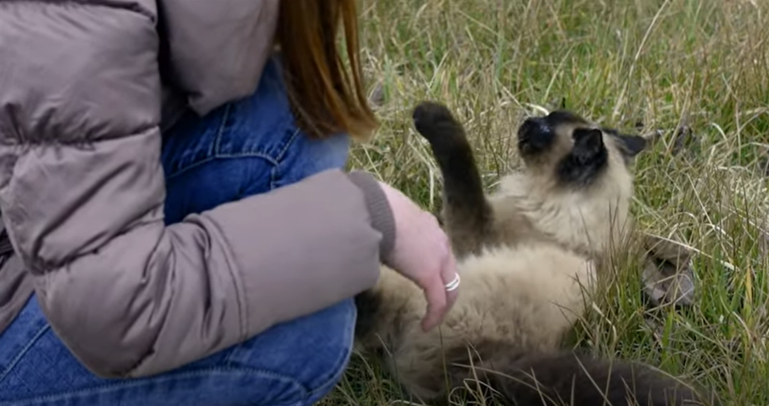 Why Does My Cat Bite My Chin? KittenWiki