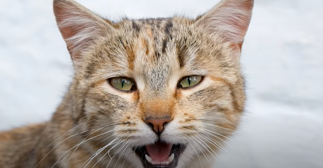 Why Does My Cat Bite My Face? KittenWiki