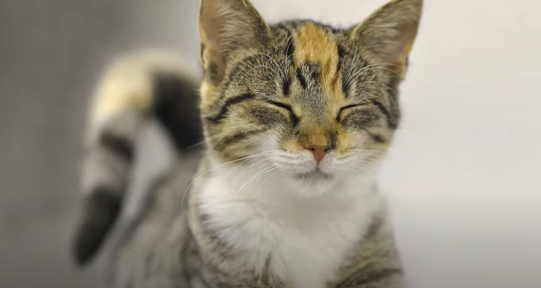 Why Do Cats Flop Down in Front of You? KittenWiki