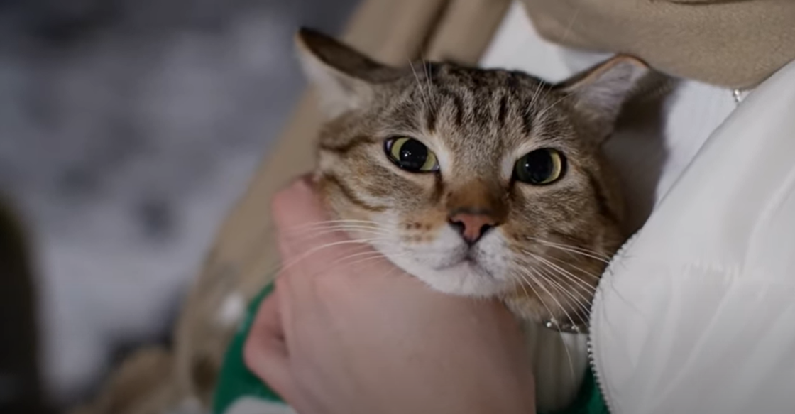 Why Do Cats Stare at Nothing? KittenWiki