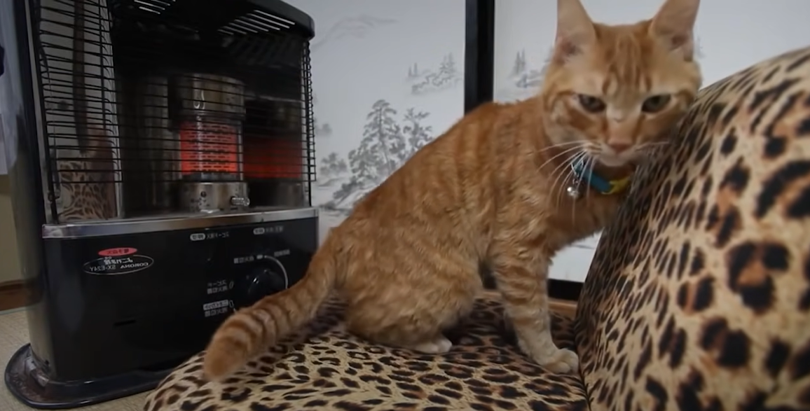 How to Get a Cat Out of Heat QTip? KittenWiki