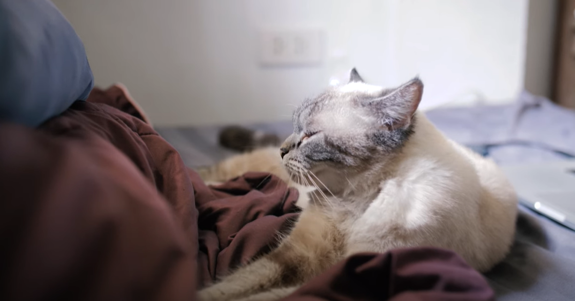 Why Does My Cat Sleep on My Pillow? KittenWiki