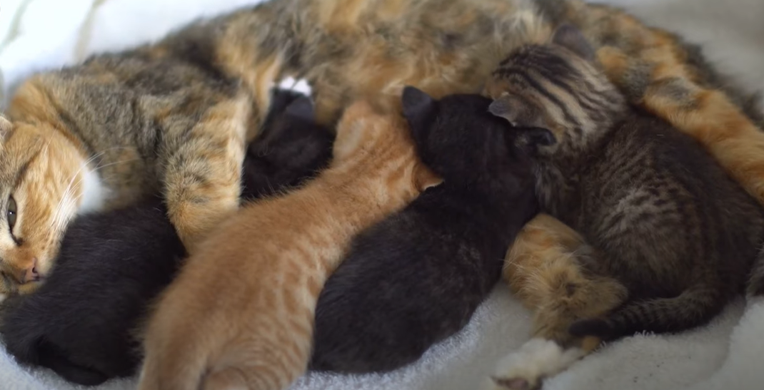 How to Tell if Cat Still Has Kittens Inside? KittenWiki