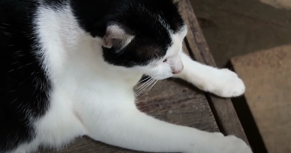 How to Get a Cat to Leave You Alone? KittenWiki