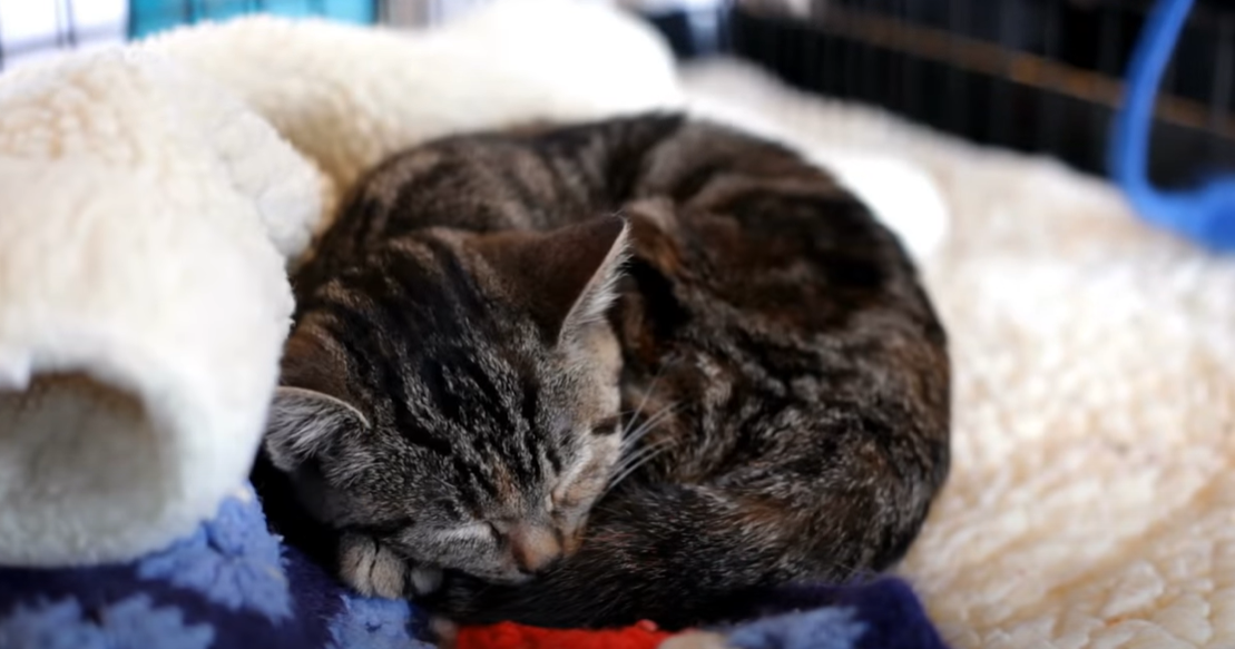 Why Does My Cat Lay On My Clothes? KittenWiki