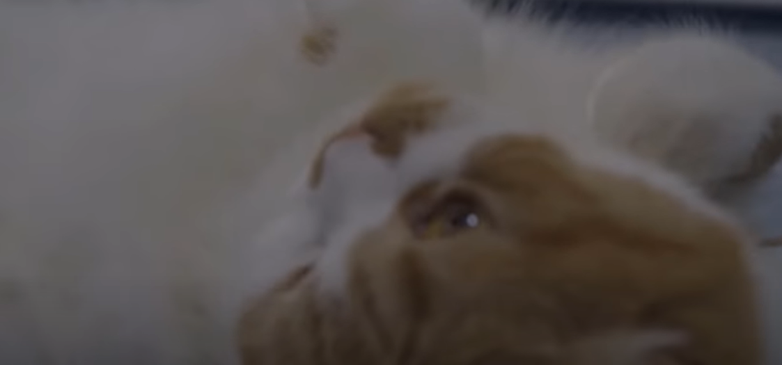 Why Do Cats Flop Down in Front of You? KittenWiki