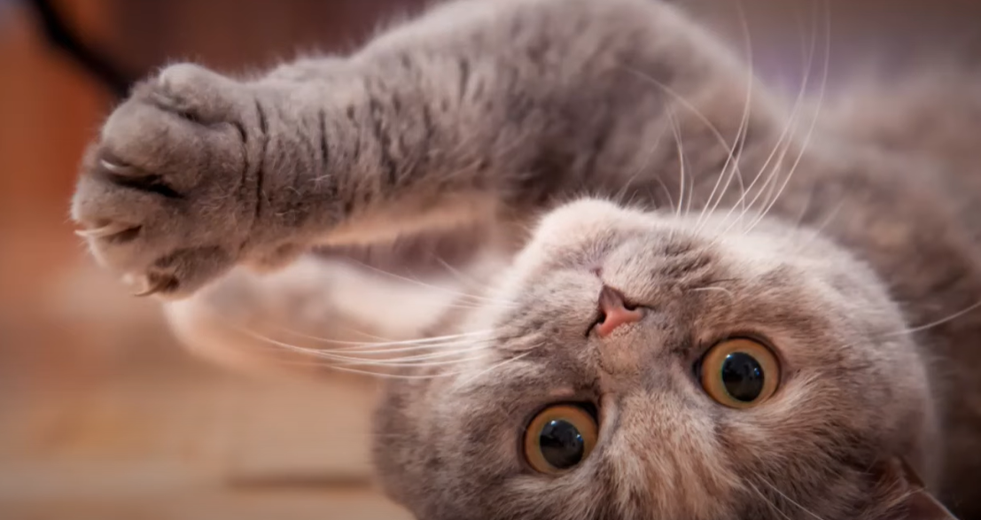 Why Do Cats Flop Down in Front of You? KittenWiki