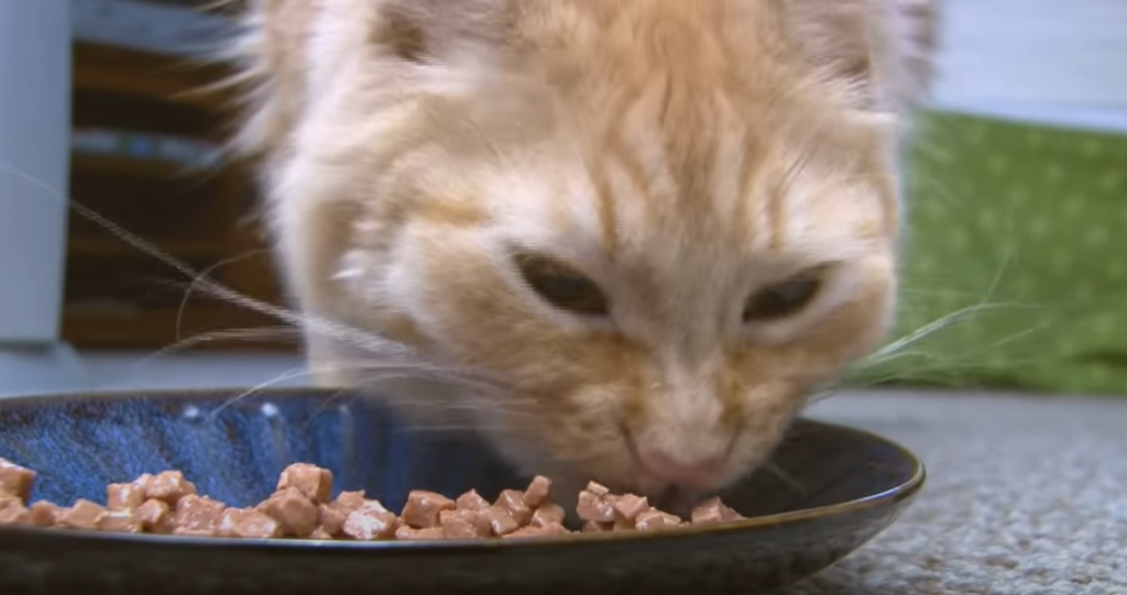 Do Cats Like Human Food?