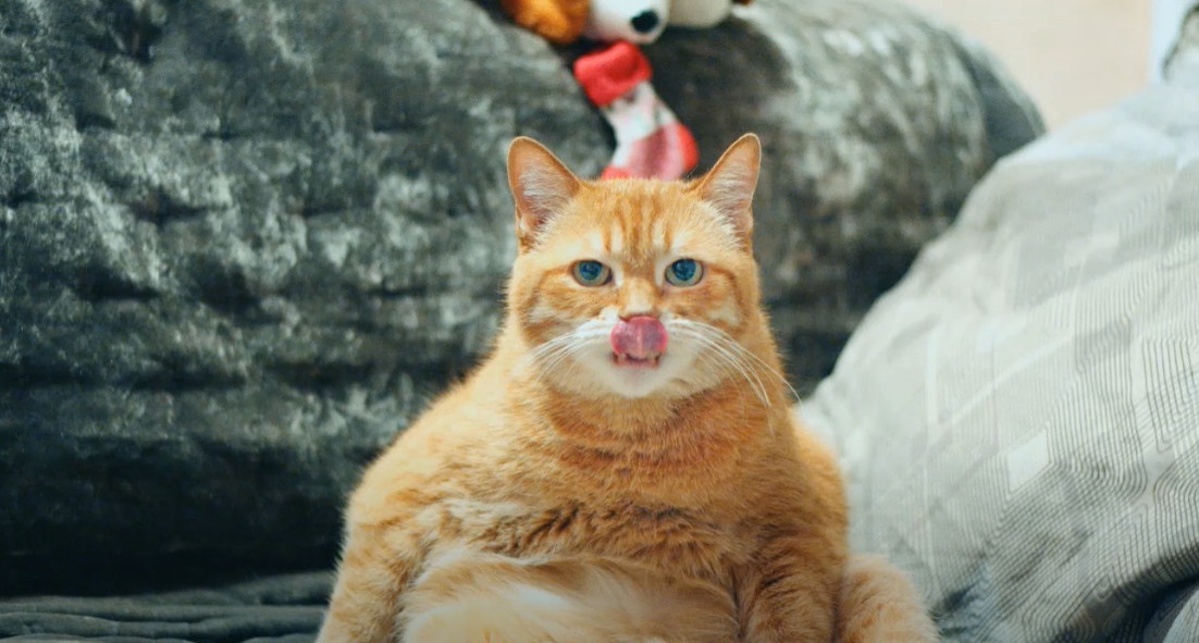 Why Does My Cat Sit Like a Human? KittenWiki