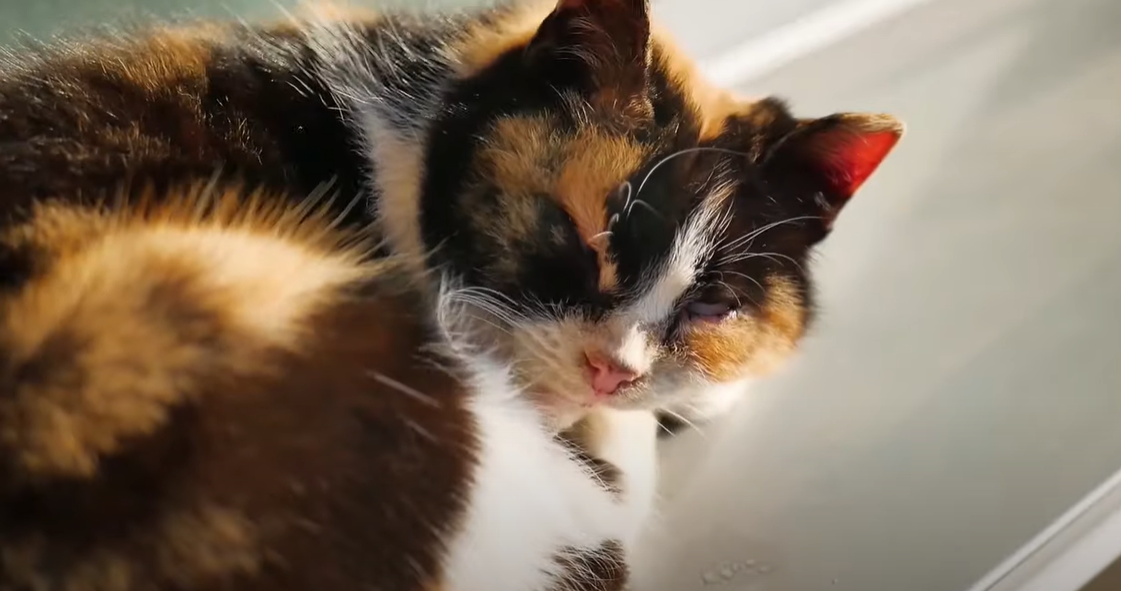 Why Does My Cat Smell Like Maple Syrup? KittenWiki