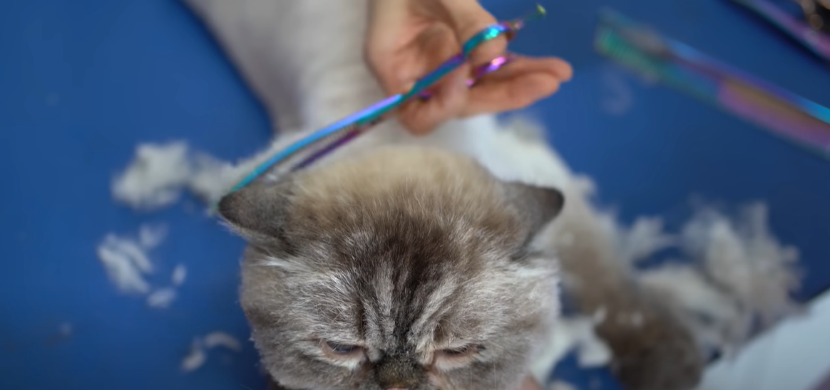 How to Shave a Cat That Hates It? KittenWiki