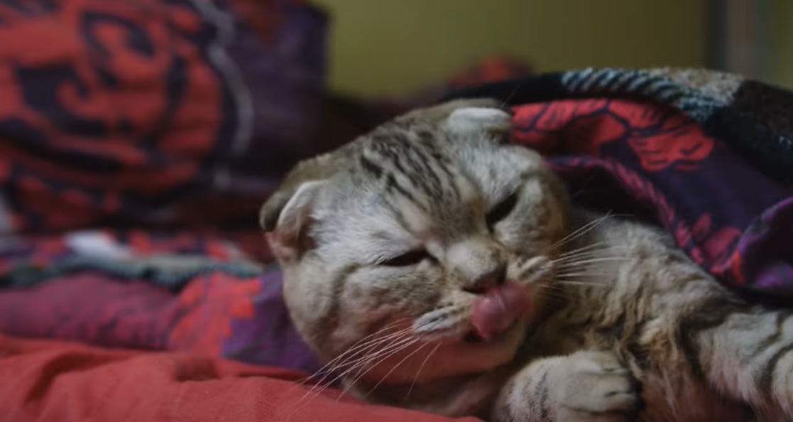 Why Does My Cat Smell Like Maple Syrup? KittenWiki