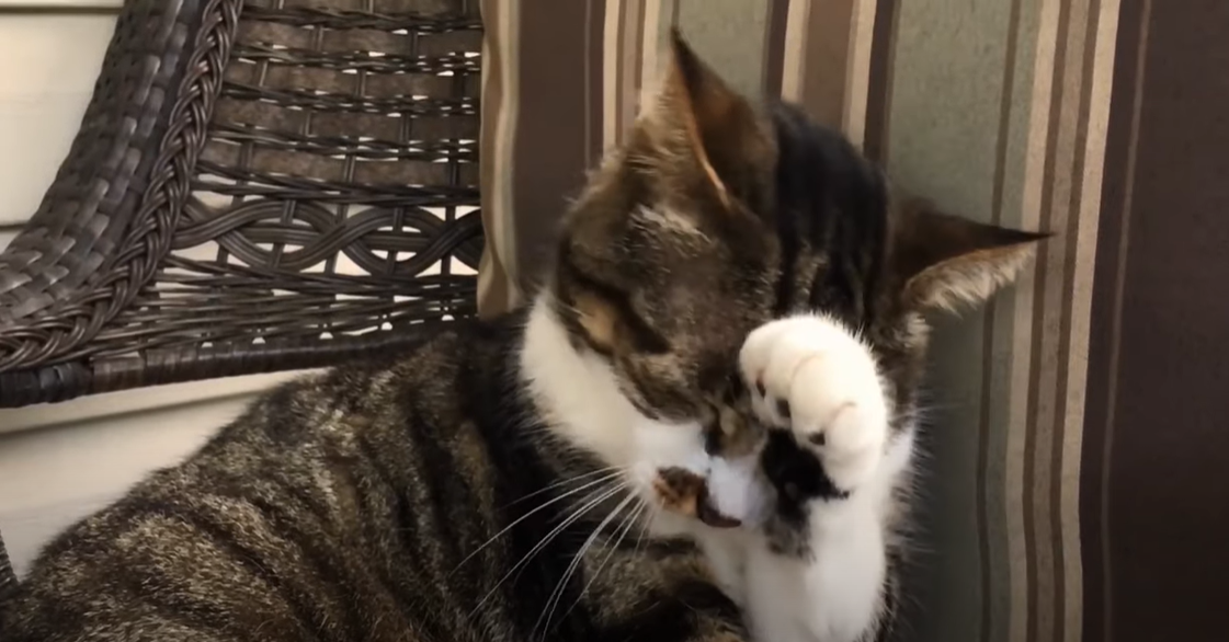 Why Does My Cat Smell Like Maple Syrup? KittenWiki