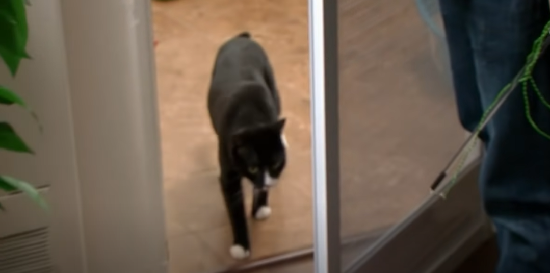 Why Does My Cat Watch Me Sleep? KittenWiki