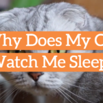 Why Does My Cat Watch Me Sleep?