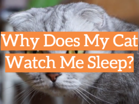 Why Does My Cat Watch Me Sleep?