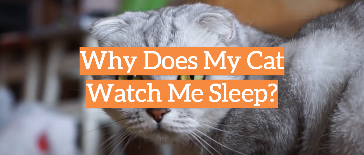 Why Does My Cat Watch Me Sleep?