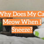 Why Does My Cat Meow When I Sneeze?
