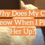 Why Does My Cat Meow When I Pick Her Up?
