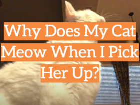 Why Does My Cat Meow When I Pick Her Up?