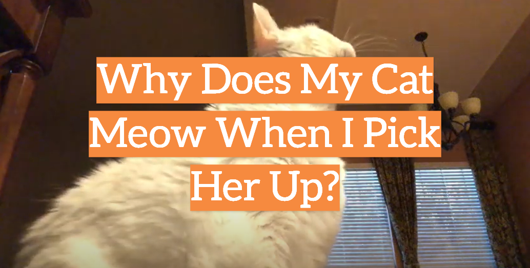 Why Does My Cat Meow When I Pick Her Up?