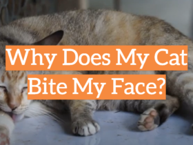 Why Does My Cat Bite My Face?