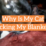 Why Is My Cat Licking My Blanket?