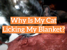 Why Is My Cat Licking My Blanket?
